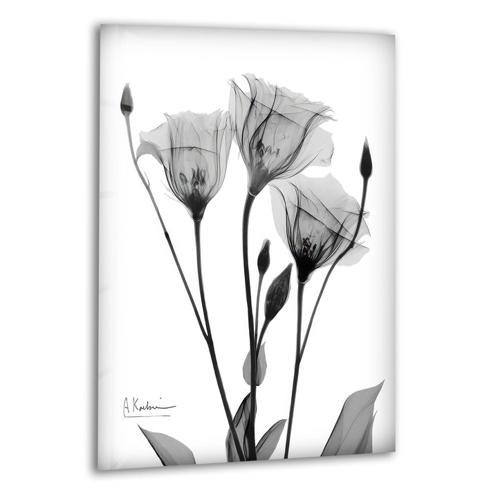 Albert Koetsier Tulip Tattoo Glass Wall Art, print picture on glass, Tempered Glass Wall Art