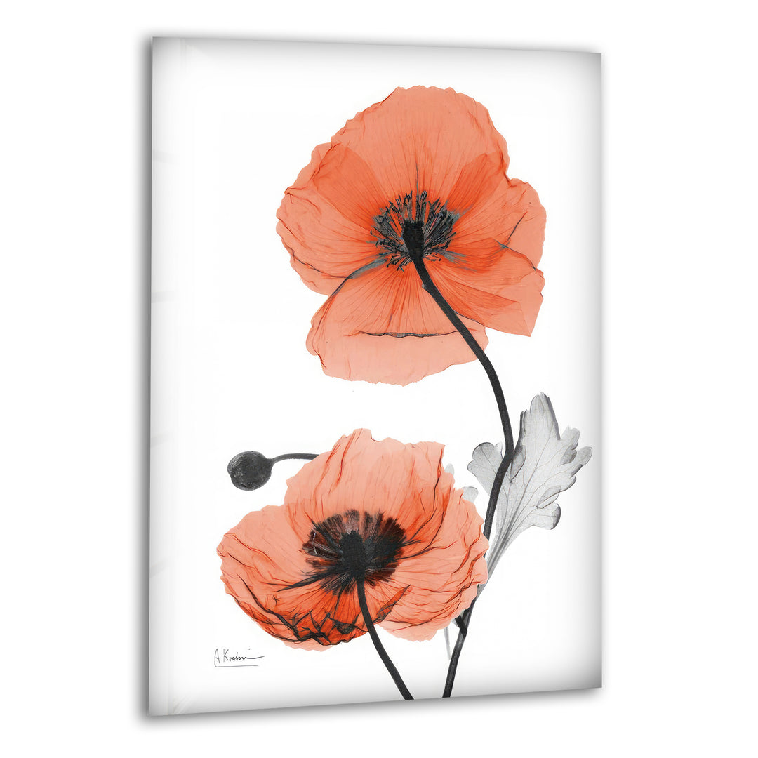 Albert Koetsier Red Soft Poppy Glass Wall Art, print picture on glass, Tempered Glass Wall Art