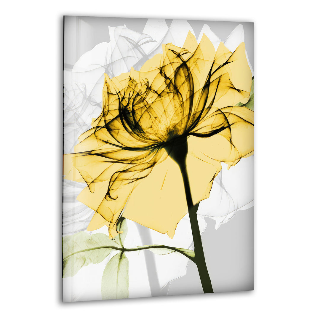 Albert Koetsier Yellow Rose Glass Wall Art, print picture on glass, Tempered Glass Wall Art