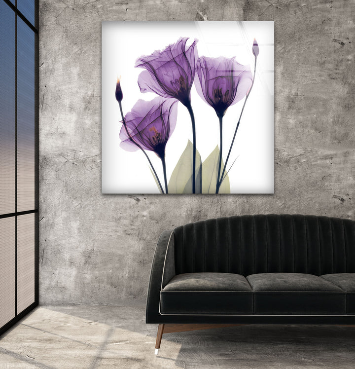 Albert Koetsier Purple Xray Tulips Glass Wall Art, glass photo prints, glass picture prints