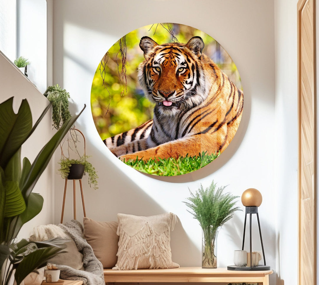 A Tiger on The Grass Glass Wall Art glass photo prints, glass picture prints