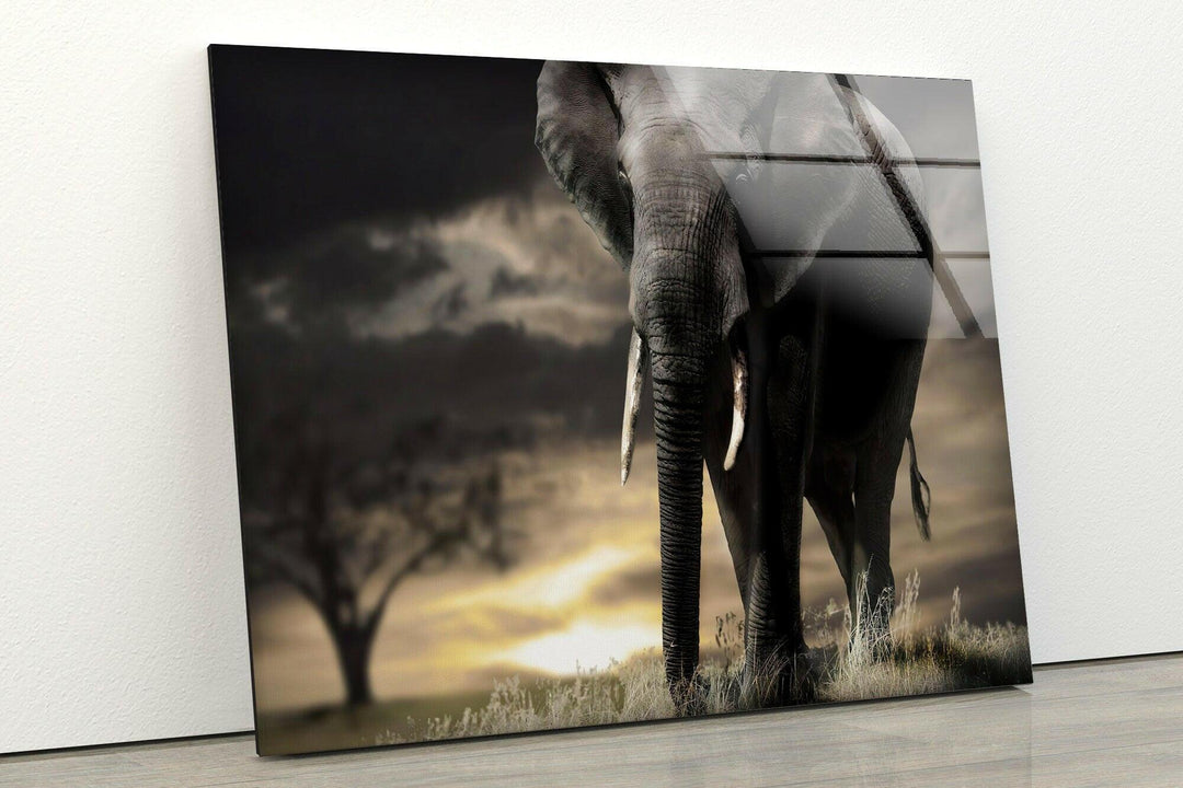 African Old Elephant Glass Wall Art print on glass, glass printed photos