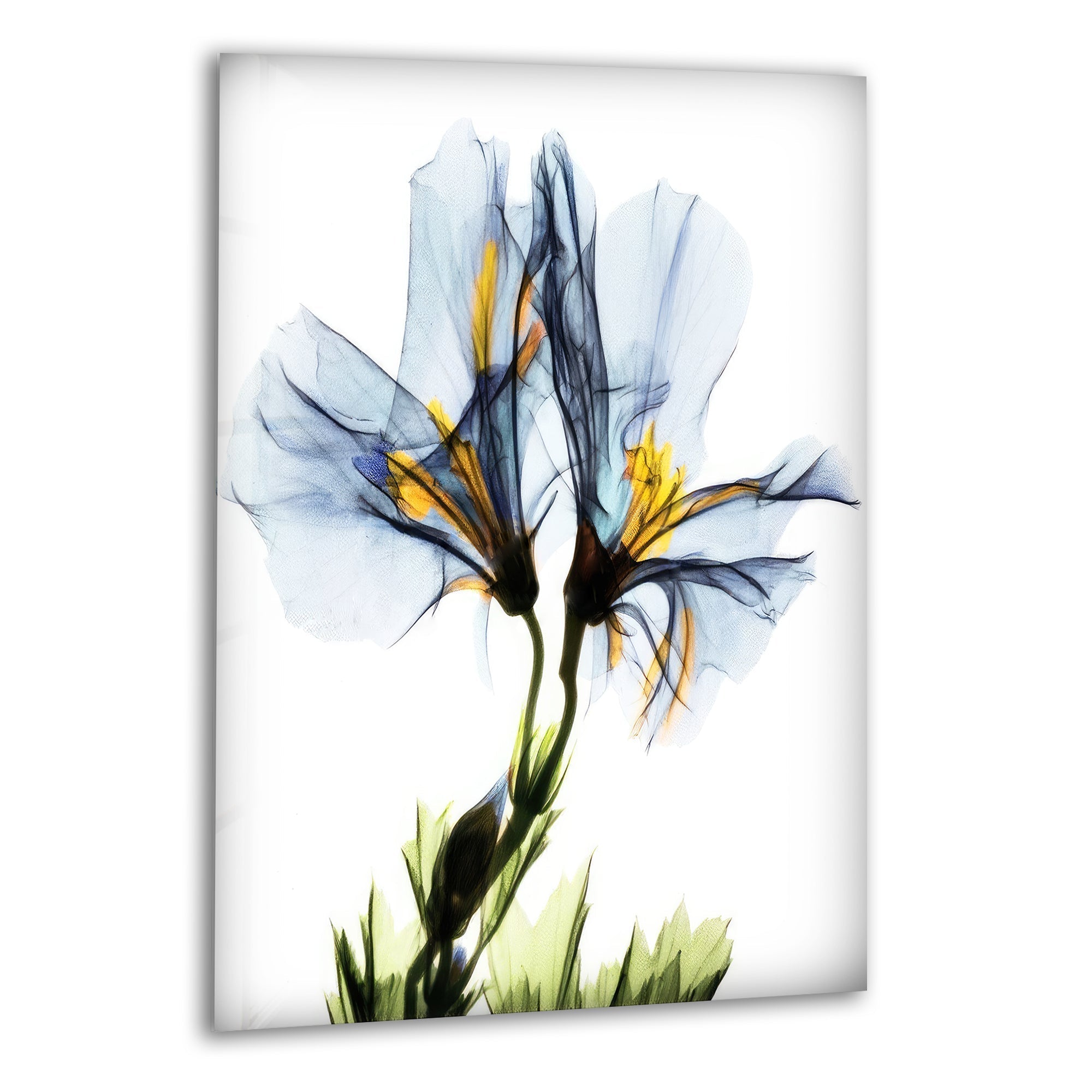 Albert Koetsier Blue Geranium Glass Wall Art, print picture on glass, Tempered Glass Wall Art