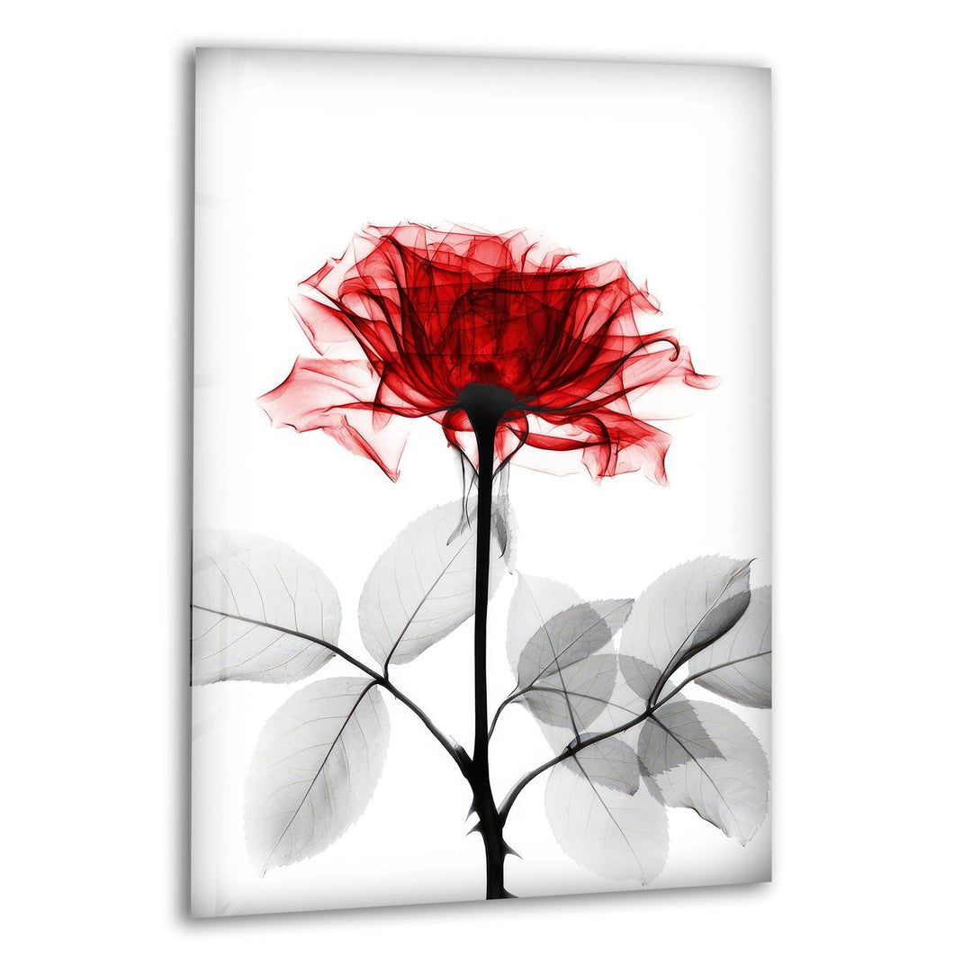 Albert Koetsier Tonal Rose Glass Wall Art, print picture on glass, Tempered Glass Wall Art