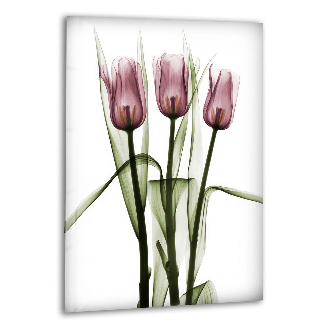 Albert Koetsier Triplet Tulips Glass Wall Art, print picture on glass, Tempered Glass Wall Art