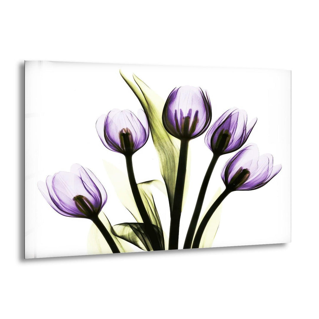 Albert Koetsier Xray Five Tulips In Purple Glass Wall Art, print picture on glass, Tempered Glass Wall Art