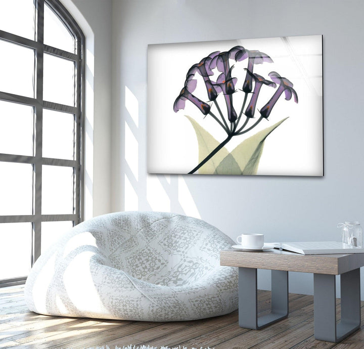 Albert Koetsier Xray Stephanotus Glass Wall Art, large glass photo prints, glass wall photos