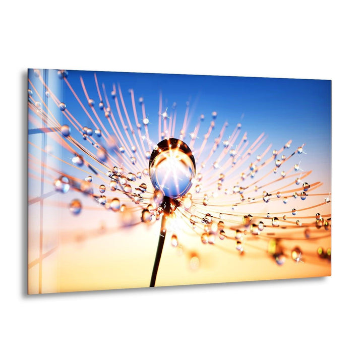 At Sun Drops on Dandelion Glass Wall Art, print on glass, glass printed photos