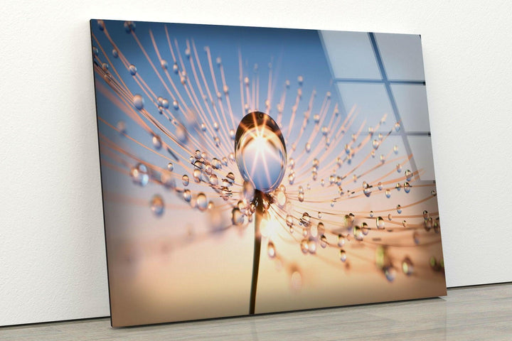 At Sun Drops on Dandelion Glass Wall Art, large glass photo prints, glass wall photos