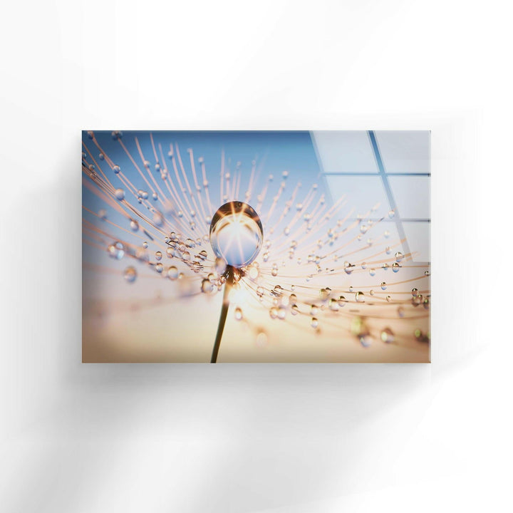 At Sun Drops on Dandelion Glass Wall Art, glass pictures for Wall, glass prints wall art