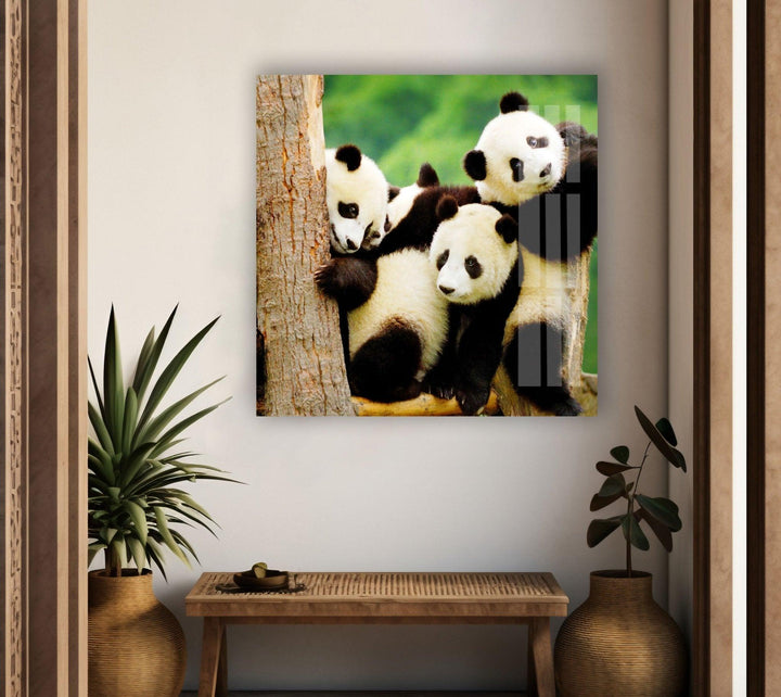 Baby Panda Glass Wall Art glass image printing, glass prints from photos