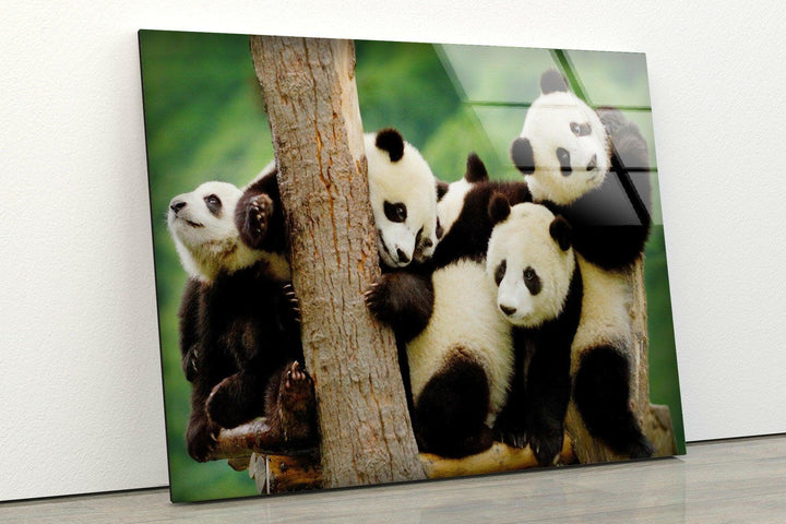 Baby Panda Glass Wall Art art glass wall art, glass wall art pictures