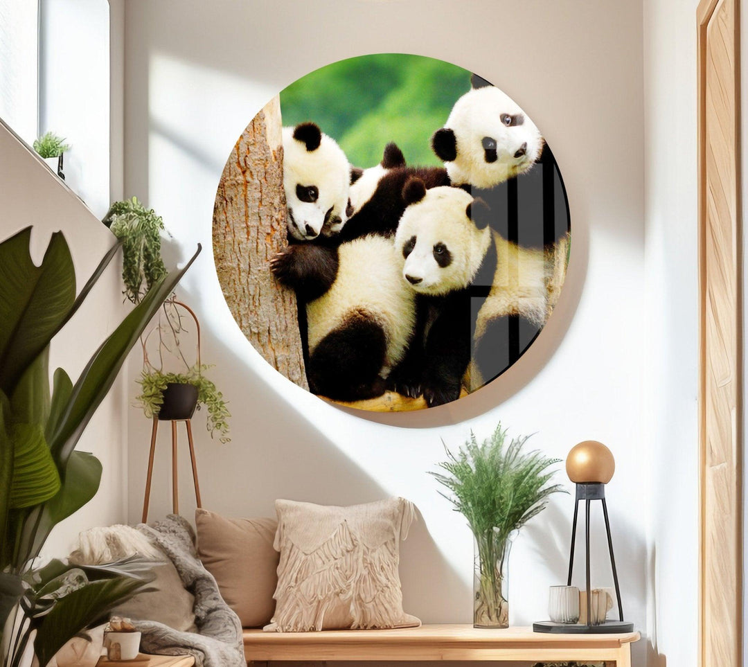 Baby Panda Glass Wall Art glass photo prints, glass picture prints