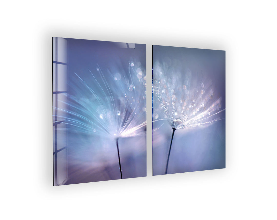 Blue Dew Drops On Dandelion Flowers Glass Wall Art, large glass photo prints, glass wall photos