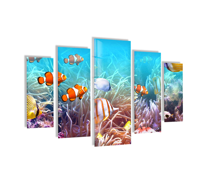 Clownfishes On The Seabed Glass Wall Art, custom glass photo prints, large glass prints