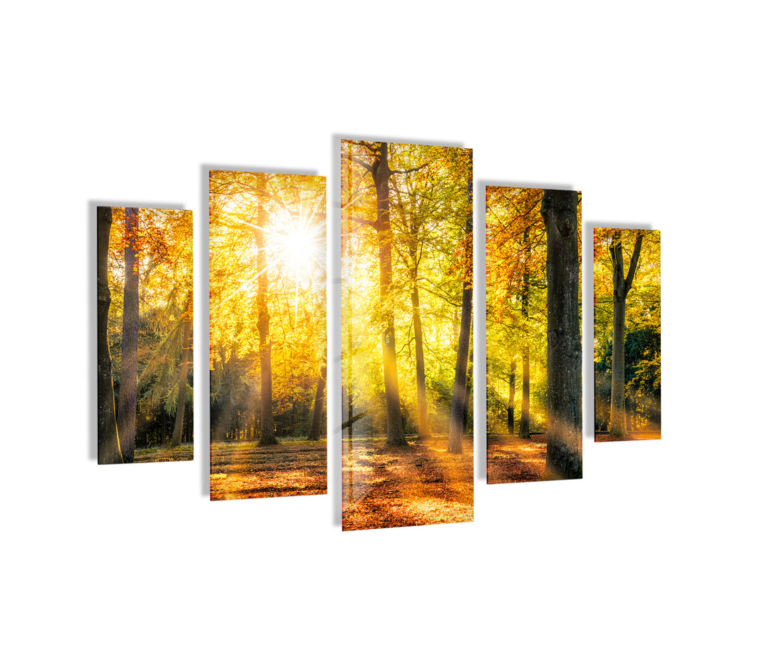 Sun Rays In The Green Forest Glass Wall Art, large glass photo prints, glass wall photos