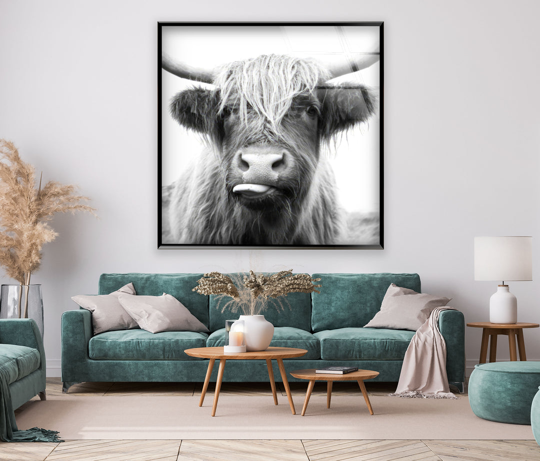 Highlander Cow Glass Wall Art photo print on glass, prints on glass wall art