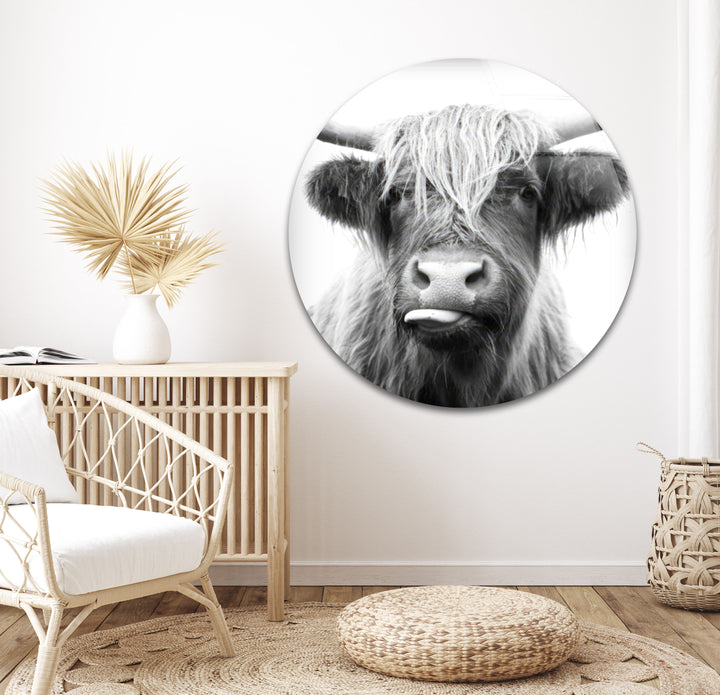 Highlander Cow Glass Wall Art large glass photo prints, glass wall photos