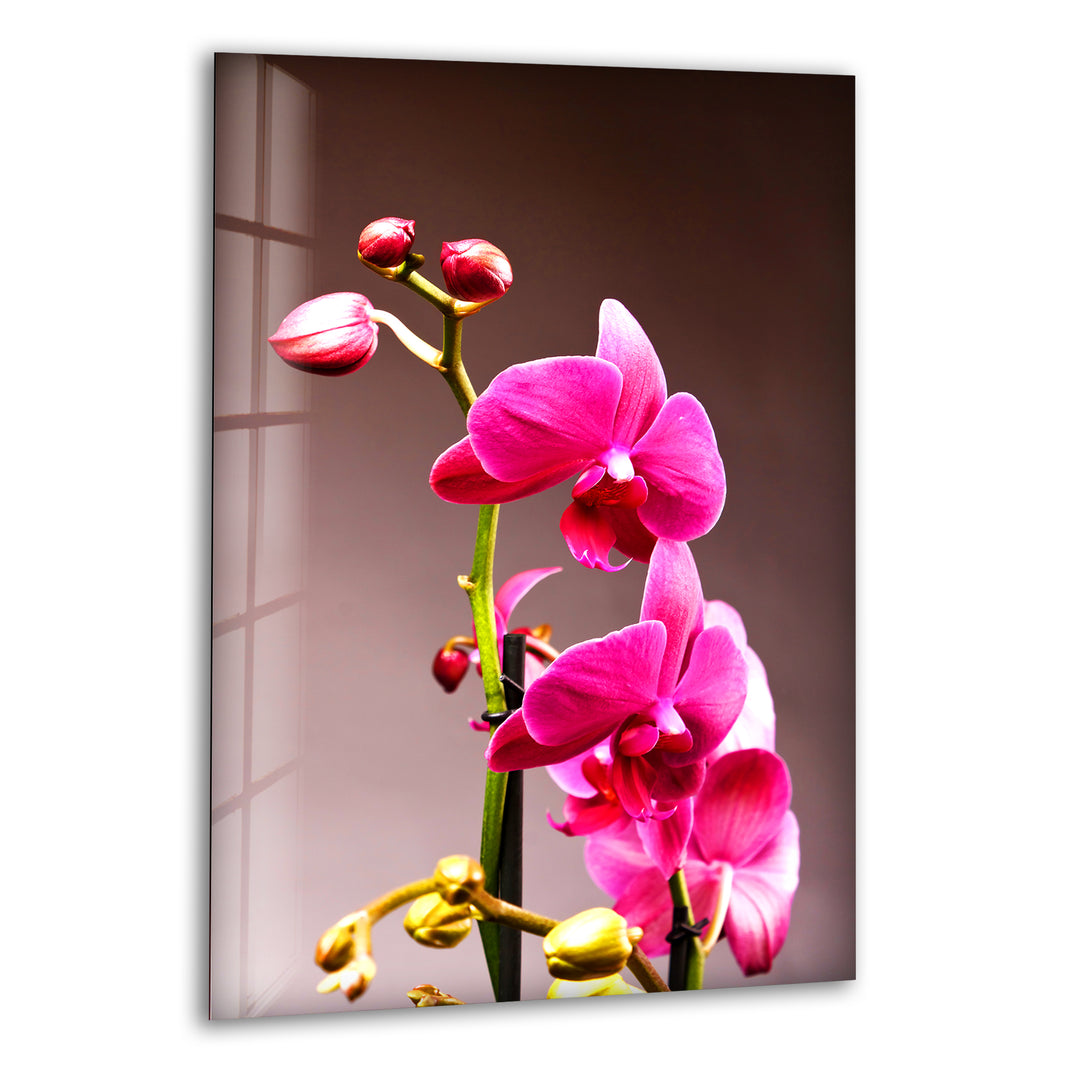 Pink Orchid Glass Wall Art, print on glass, glass printed photos