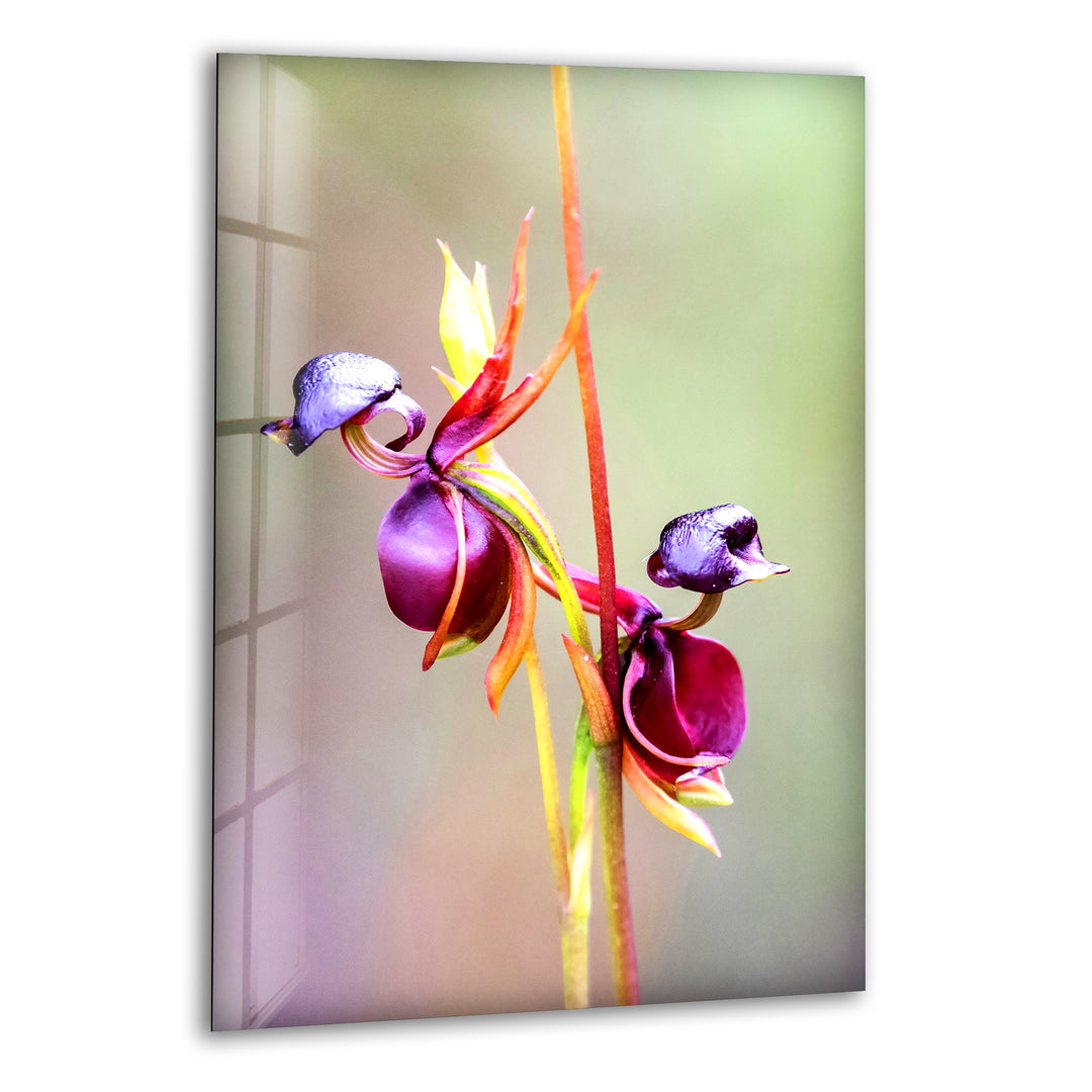 Flying Duck Orchid Glass Wall Art, print picture on glass, Tempered Glass Wall Art