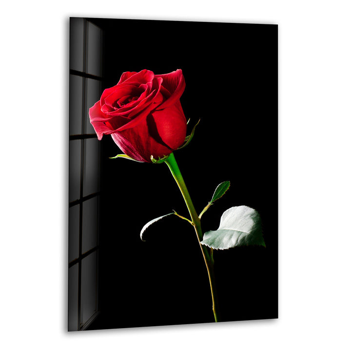 Single Red Rose On Black Glass Wall Art, print picture on glass, Tempered Glass Wall Art