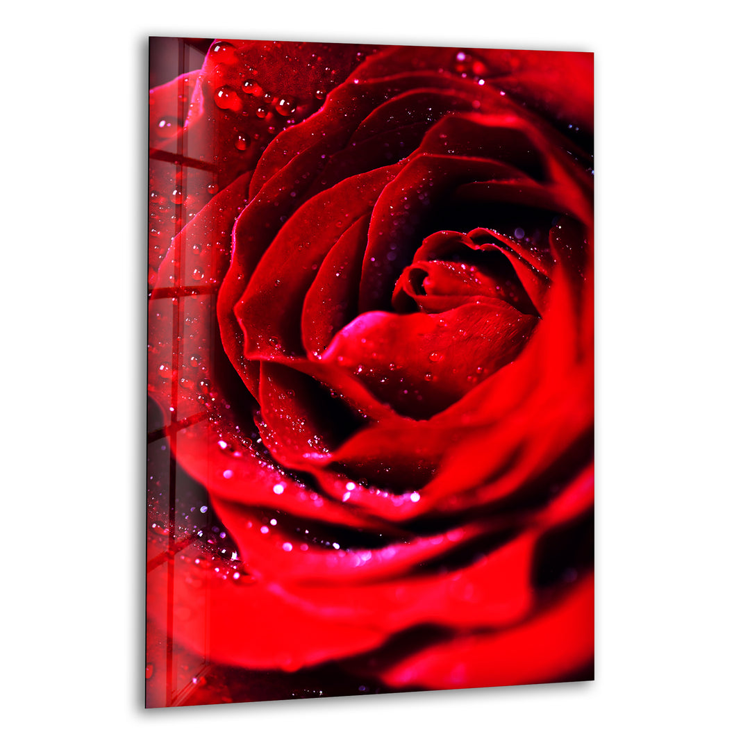 Red Rose With Water Drops Glass Wall Art, print picture on glass, Tempered Glass Wall Art