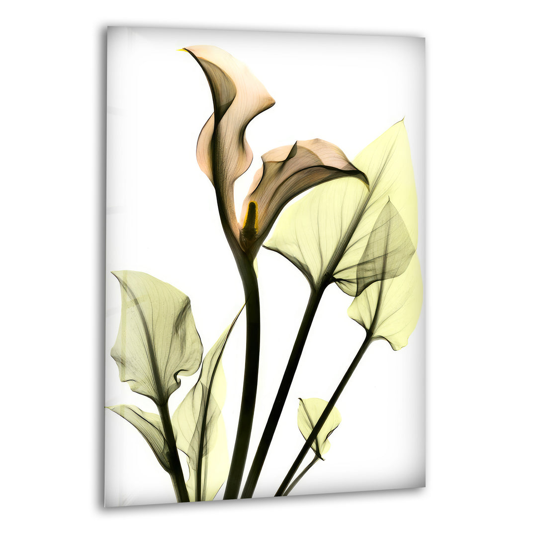 Albert Koetsier Xray Calla Lily Glass Wall Art, print on glass, glass printed photos