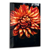 Orange Dahlia In Bloom Glass Wall Art, print on glass, glass printed photos