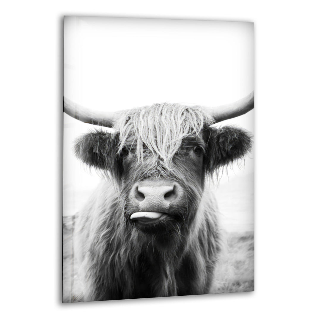 Highlander Cow Glass Wall Art glass pictures for Wall, glass prints wall art