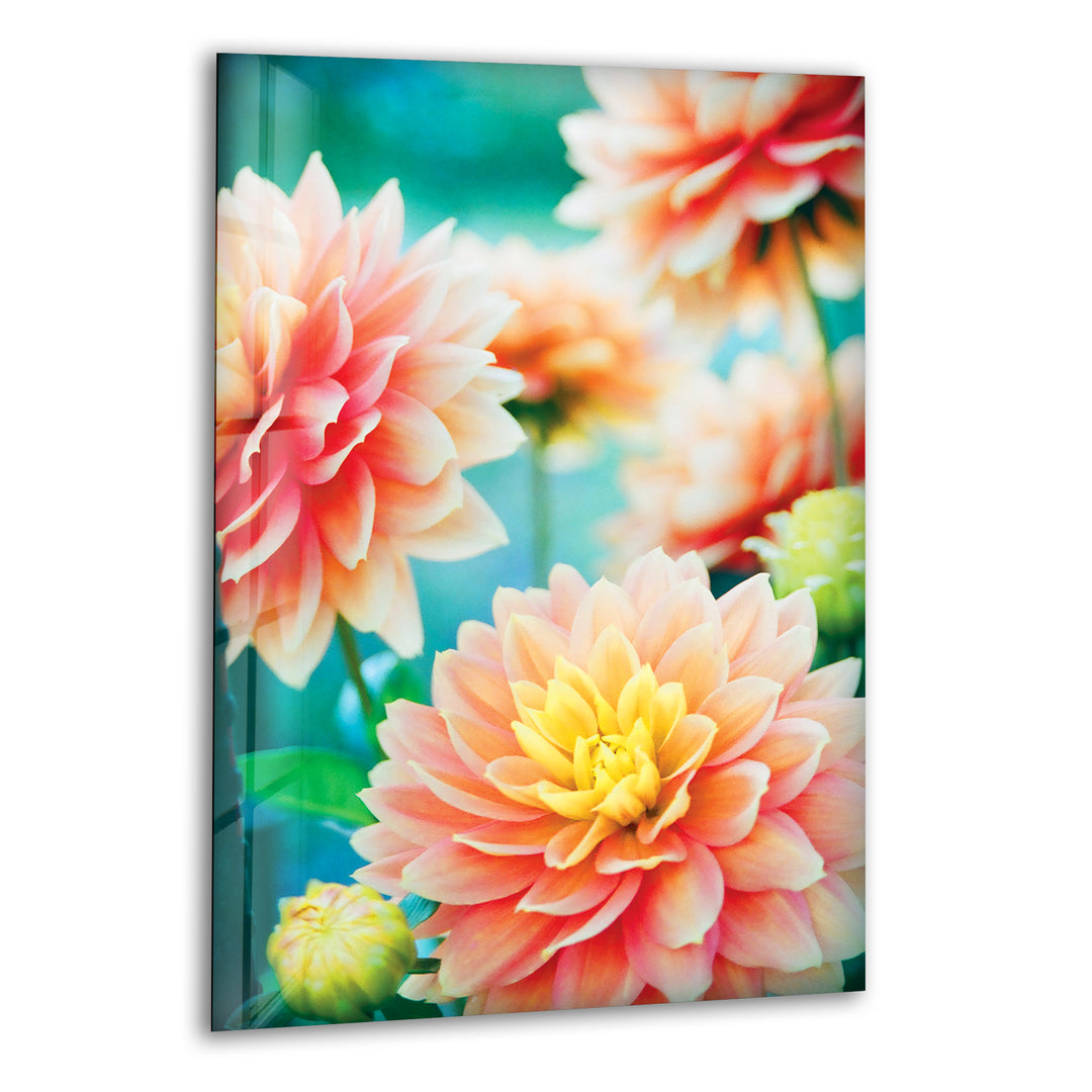 Dahlia Flowers Glass Wall Art, picture on glass wall art, photos printed on glass