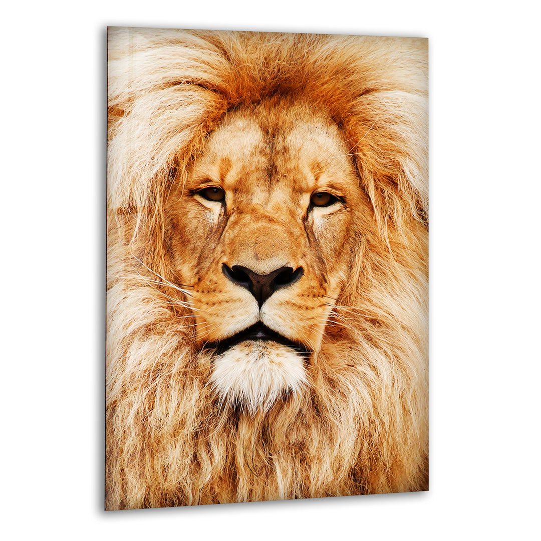 Orange Lion Portrait Glass Wall Art glass pictures for Wall, glass prints wall art