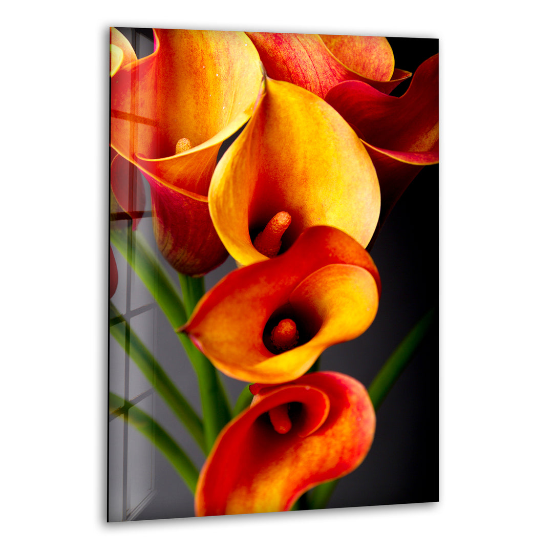 Orange Calla Lilies Glass Wall Art, print picture on glass, Tempered Glass Wall Art