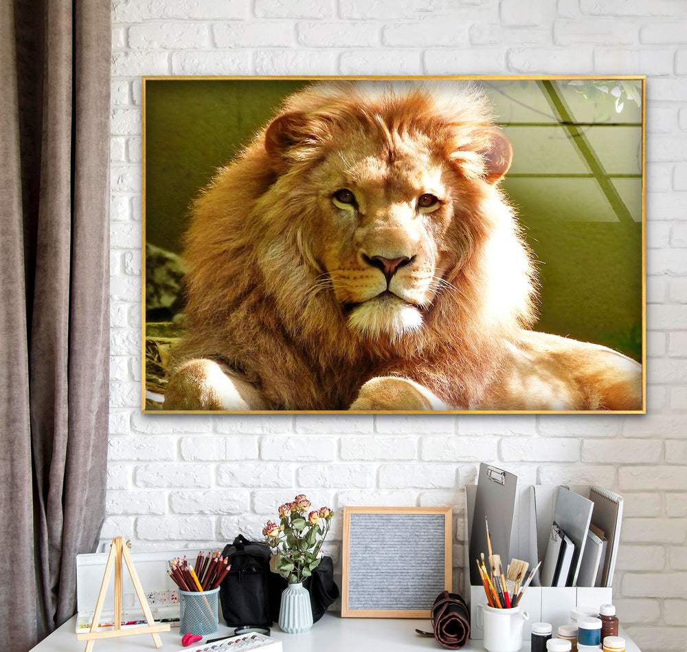 Wild Lion Portrait Glass Wall Art picture on glass wall art, photos printed on glass