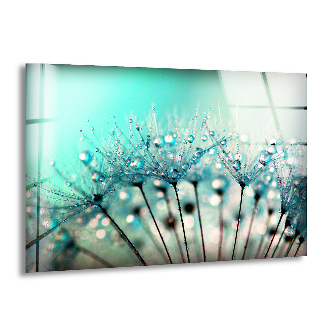 Drops On A Dandelion Glass Wall Art, print on glass, glass printed photos