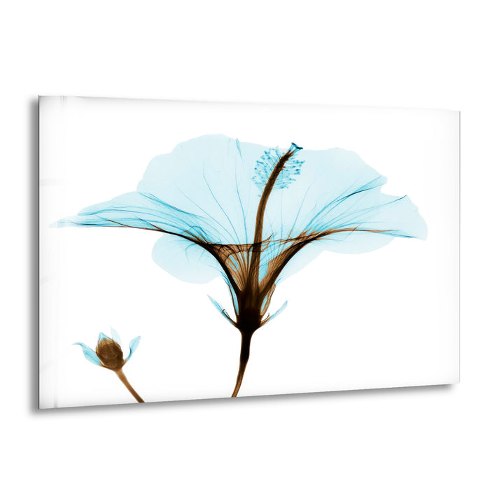 Albert Koetsier Aqua Hibiscus Glass Wall Art, print picture on glass, Tempered Glass Wall Art