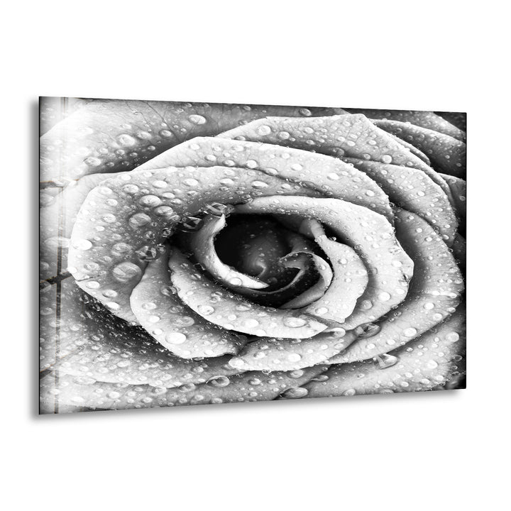 Black and White Rose Glass Wall Art, print on glass, glass printed photos