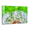 Dandelion Tempered Glass Wall Art