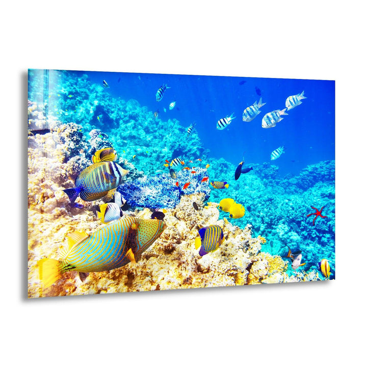 Tropical Ocean Fishes Glass Wall Art custom glass photo prints, large glass prints