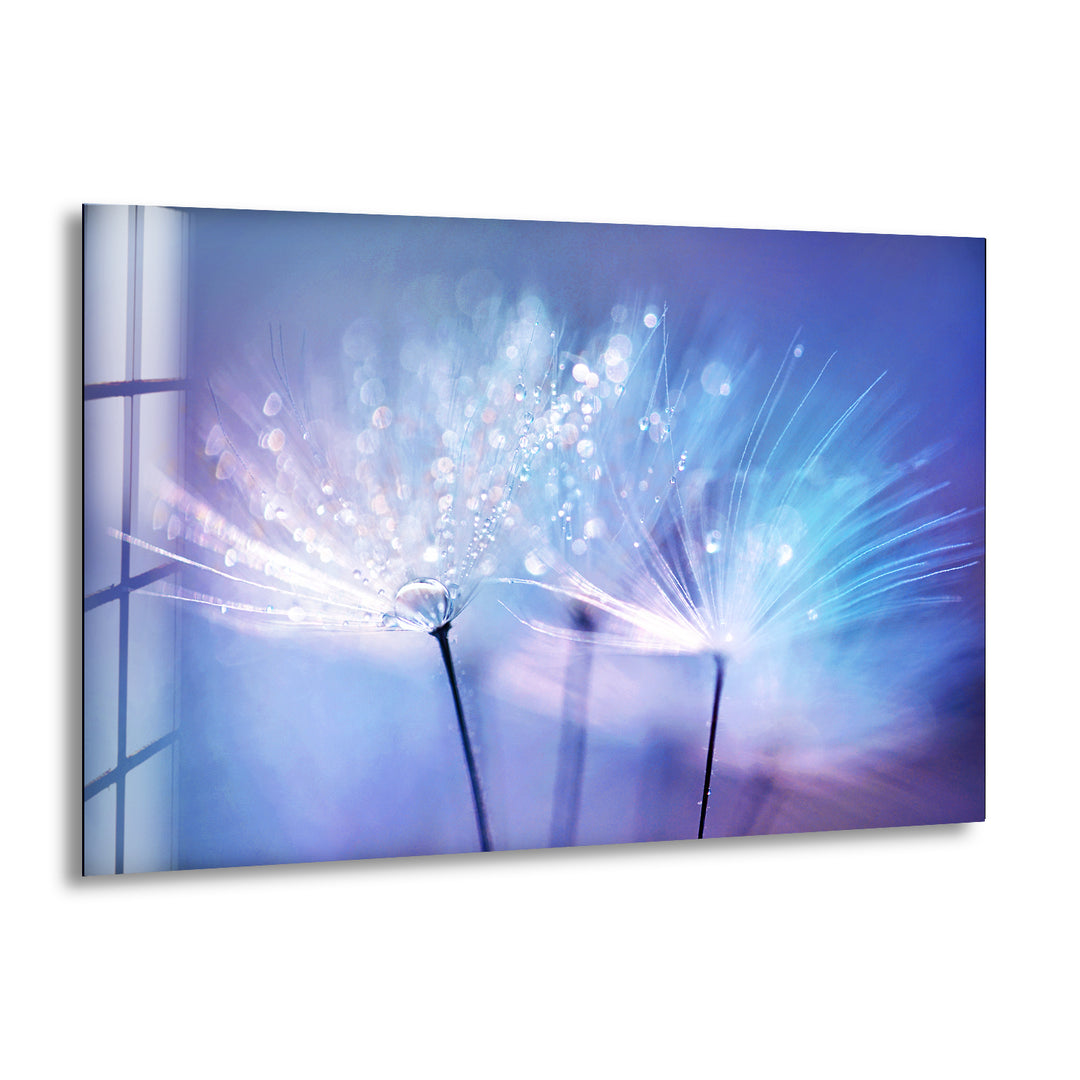 Dandelion Seed With Drops Glass Wall Art, print on glass, glass printed photos