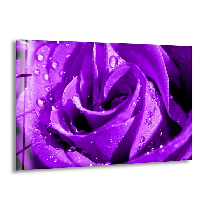 Closeup Of Purple Rose Glass Wall Art, print on glass, glass printed photos