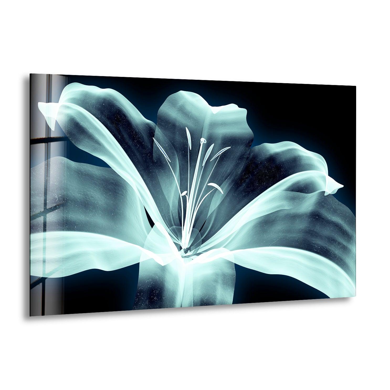 Xray Image Of a Flower Glass Wall Art, print picture on glass, Tempered Glass Wall Art