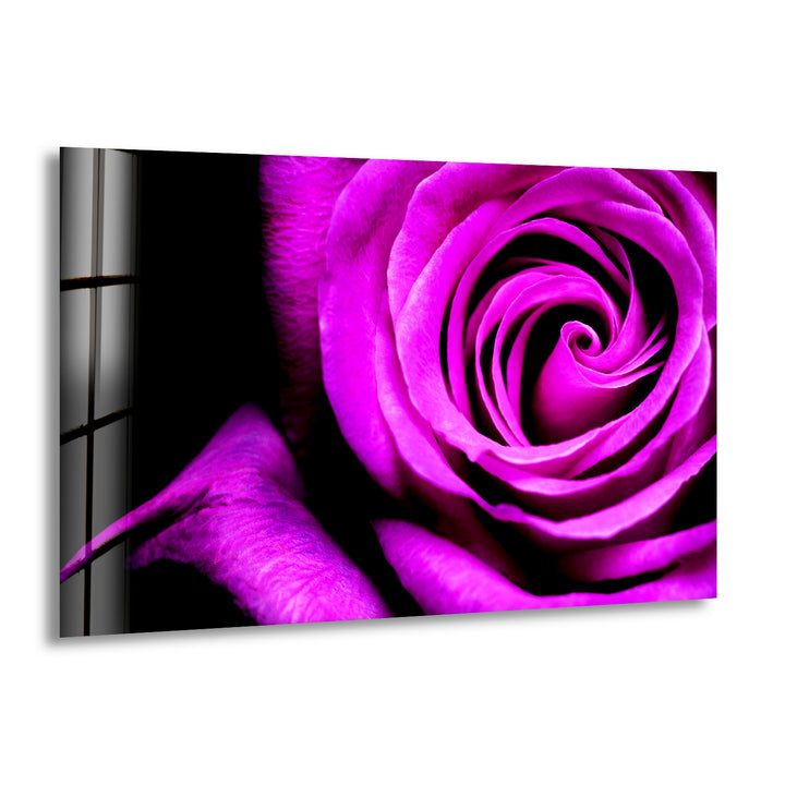 Big Purple Rose Glass Wall Art, print on glass, glass printed photos
