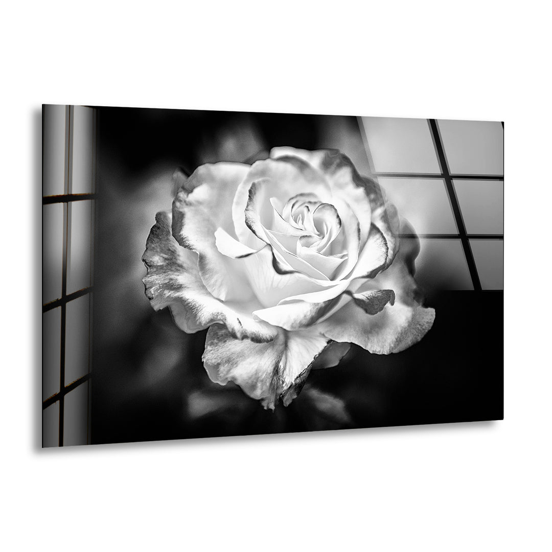 Black - White Rose Glass Wall Art, print picture on glass, Tempered Glass Wall Art