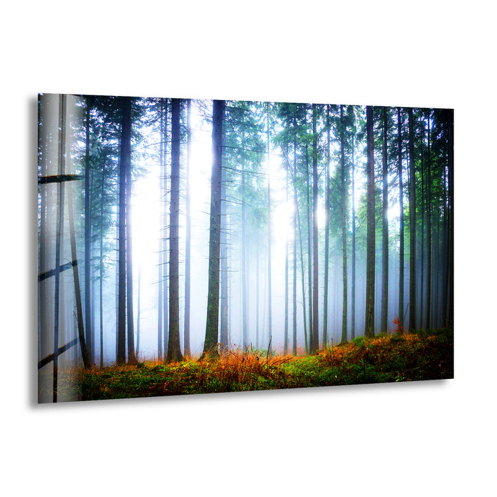 Foggy Forest Glass Wall Art