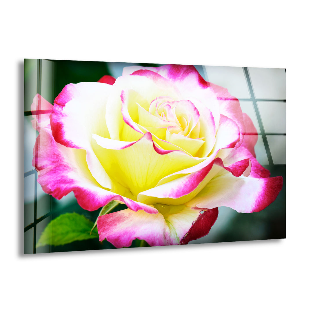 Vivid Yellow Rose Glass Wall Art, print on glass, glass printed photos