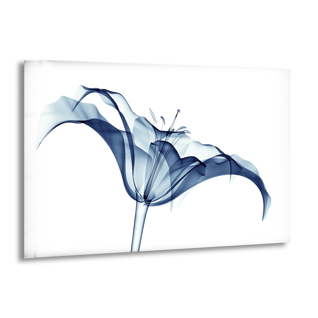 Xray Amaryllis Flower Glass Wall Art, print picture on glass, Tempered Glass Wall Art