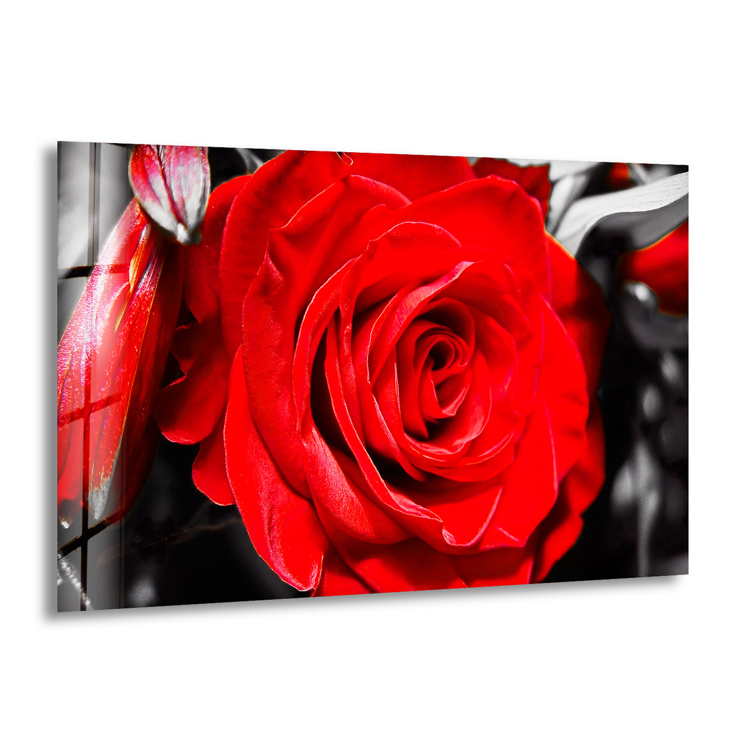 Red Rose Closeup Glass Wall Art, print picture on glass, Tempered Glass Wall Art