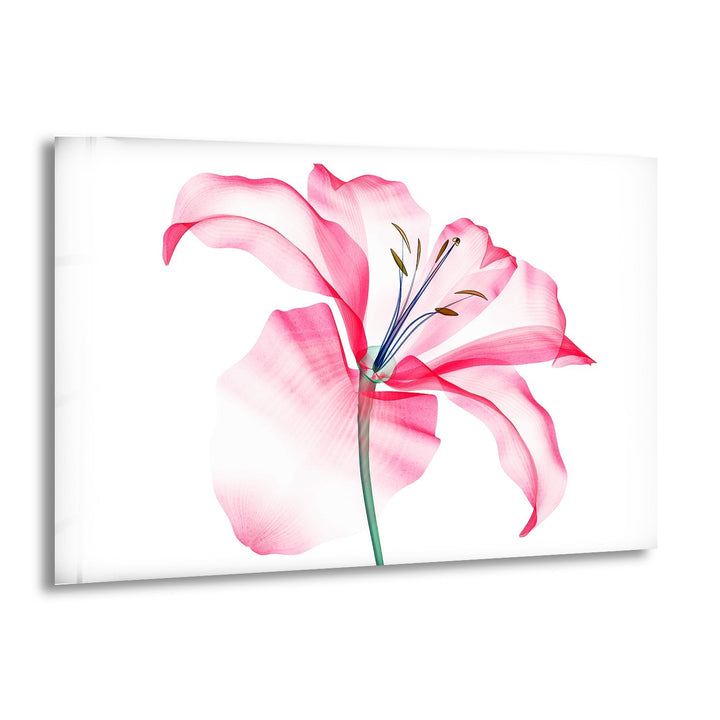 Watercolour Pink Flower Glass Wall Art, print on glass, glass printed photos