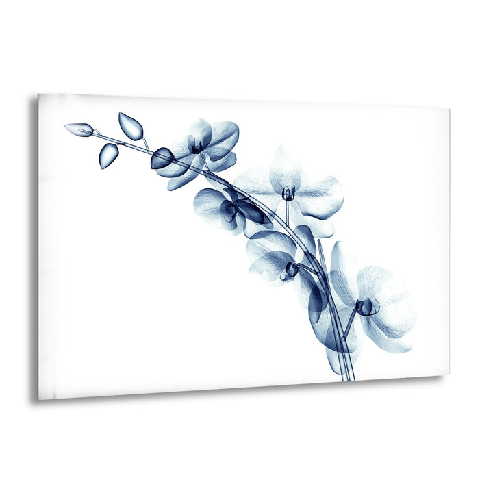 X-ray Blue Orchide Glass Wall Art, print on glass, glass printed photos