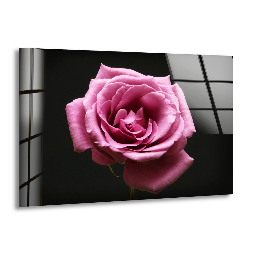 Pink Rose On Black Glass Wall Art, print picture on glass, Tempered Glass Wall Art